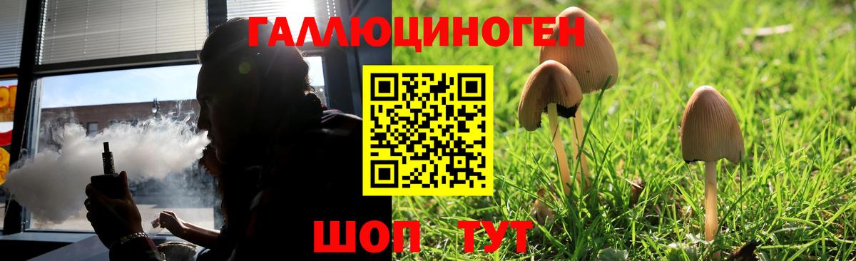 Псилоцибиновые грибы Psilocybe Ялта